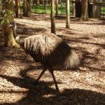 Newcastle - Blackbutt Reserve 